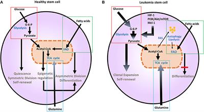 Metabolic Targets for Improvement of Allogeneic Hematopoietic Stem Cell Transplantation and Graft-vs.-Host Disease